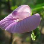 Clitoria - Flor que se assemelha a vagina